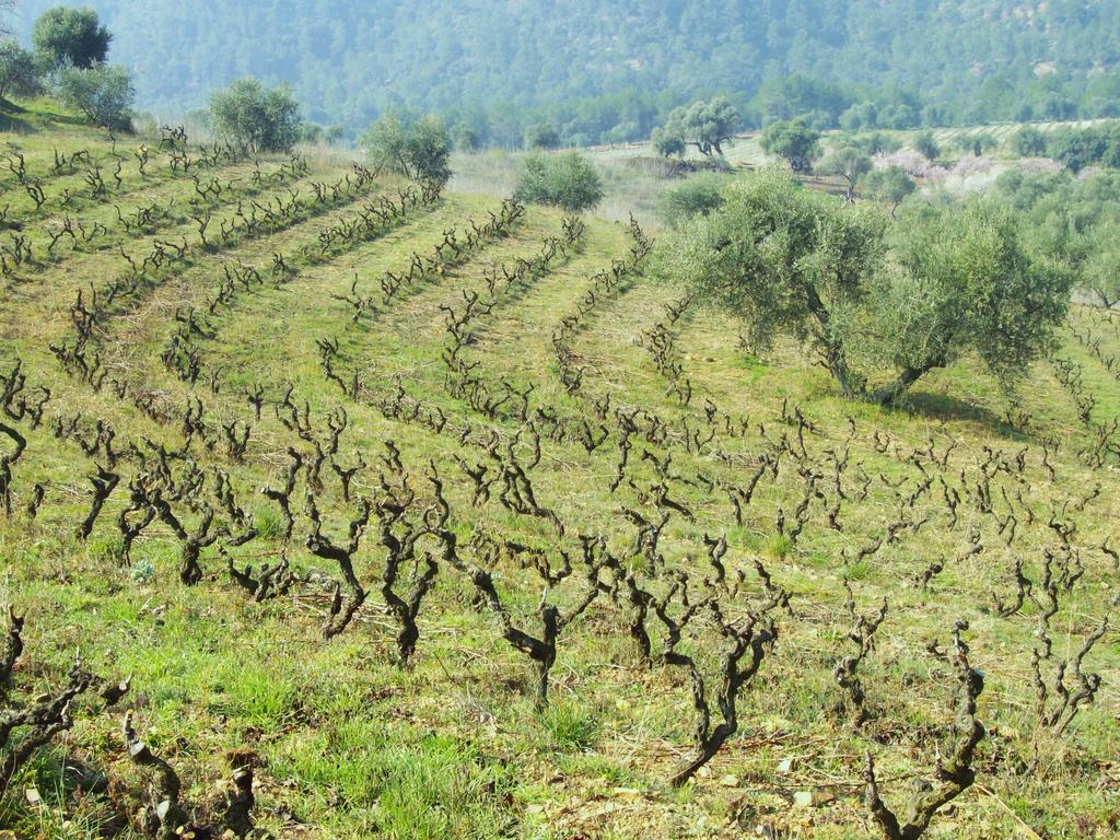 הוילה Marsá Mas Figueres מראה חיצוני תמונה